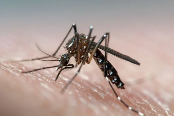 Marcado descenso de casos de dengue en la Provincia