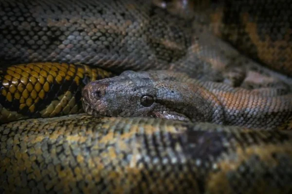 Estremecedor: una serpiente pitón gigante devoró a una mujer en Indonesia
