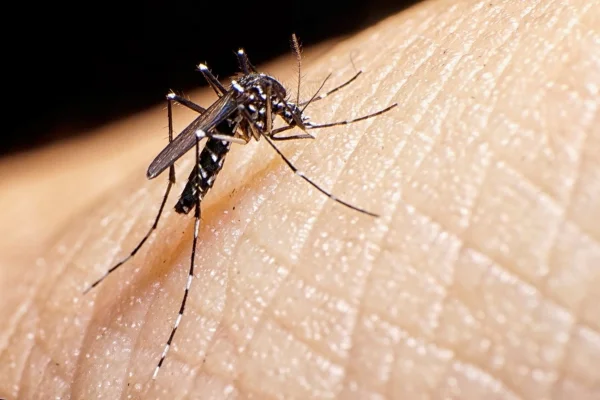 Informe situación sanitaria por dengue del 4 al 10 de junio