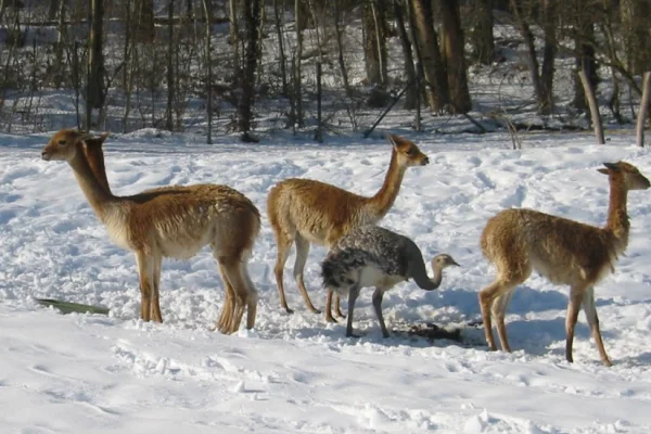 Por la fuerte nevada: continúan complicados los caminos para llegar a la Reserva Laguna Brava