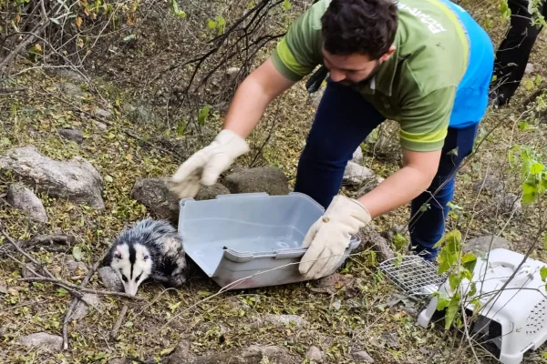 El Municipio liberó una comadreja adulta en la zona de Juan Caro