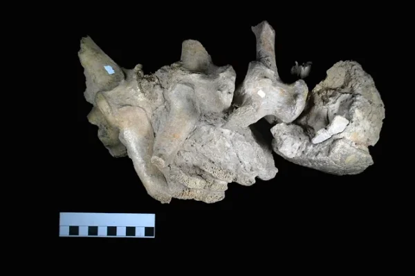 Hallaron restos fósiles de un gliptodonte: probarían que hace 21.000 años había vida humana en la llanura pampeana