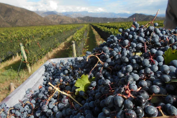 Vinos: La Rioja va a la conquista del mercado de Brasil