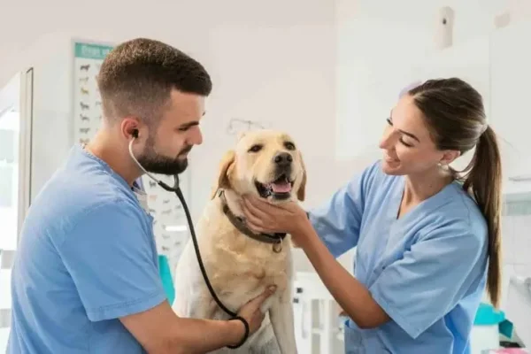 Día del veterinario: por qué se conmemora este 6 de agosto en Argentina