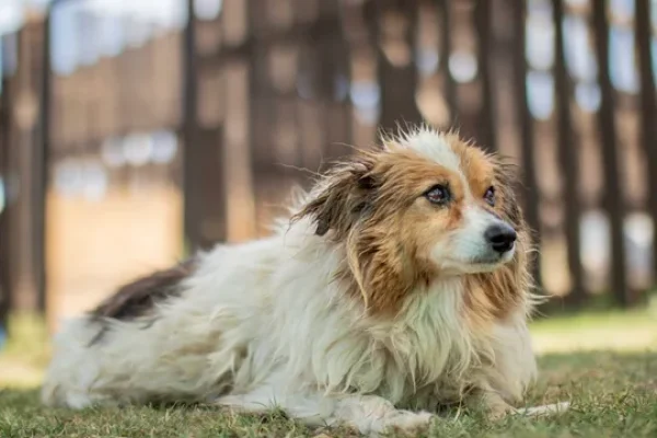 Edesur promoverá la adopción responsable de perros en su factura