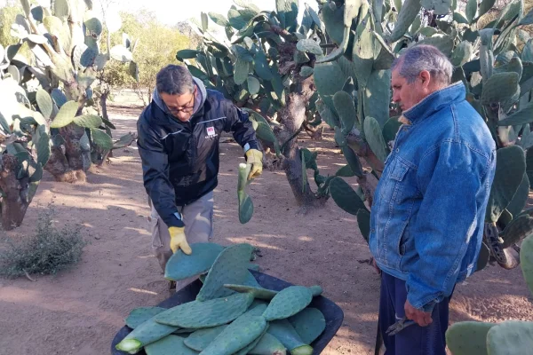 Pequeños productores mejoran parcelas de producción de  tunales