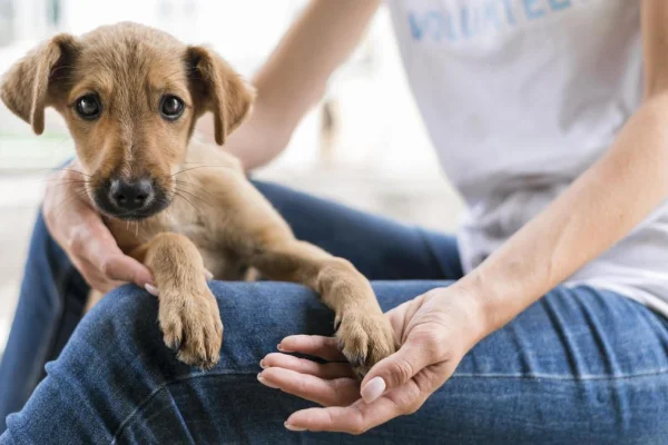 El Municipio lanza el Programa de Cuidado Responsable de Animales