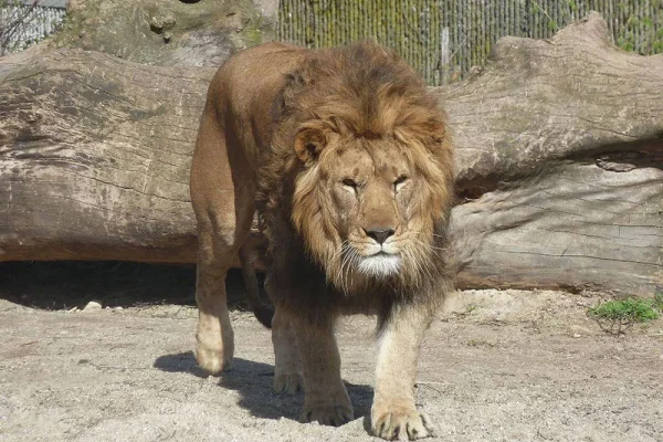 León mata a cuidador en zoológico de Nigeria