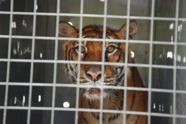 Trasladan a la última tigresa de bengala del zoo de Mendoza a un santuario en EEUU