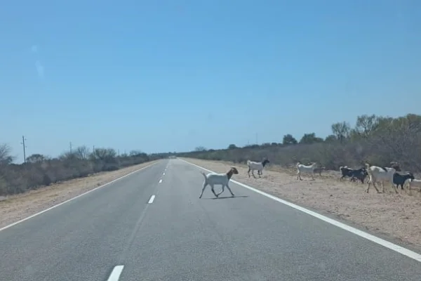 Vialidad Nacional solicita responsabilidad a los propietarios de animales sueltos en las rutas