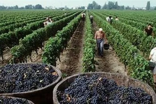 La cosecha de uvas en el país aumentó un 31,9% con respecto al año anterior