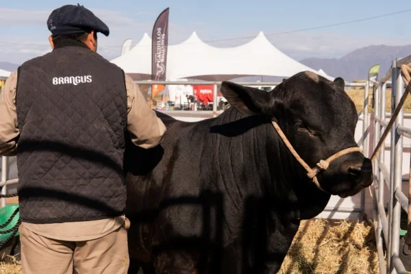 Cabañas Riojanas realiza su tercer remate ganadero