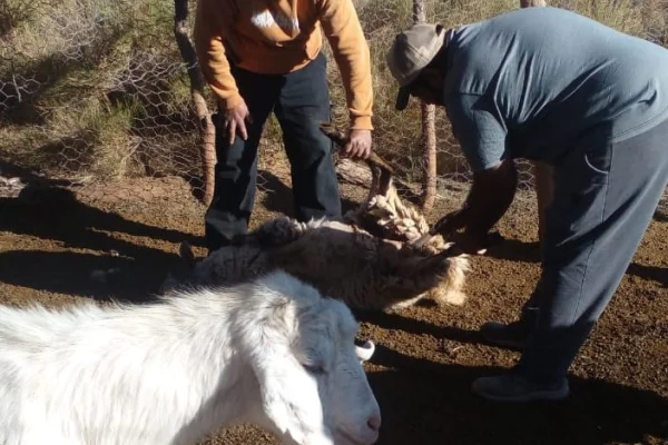 En Jagüé se vacunó a más de 400 animales de granja