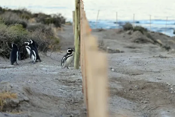 Se conoce el veredicto contra el ganadero acusado de la matanza de pingüinos en Punta Tombo