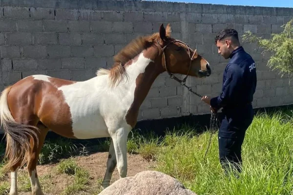 Dejaron a un caballo atado al rayo del sol y la Policia lo rescató