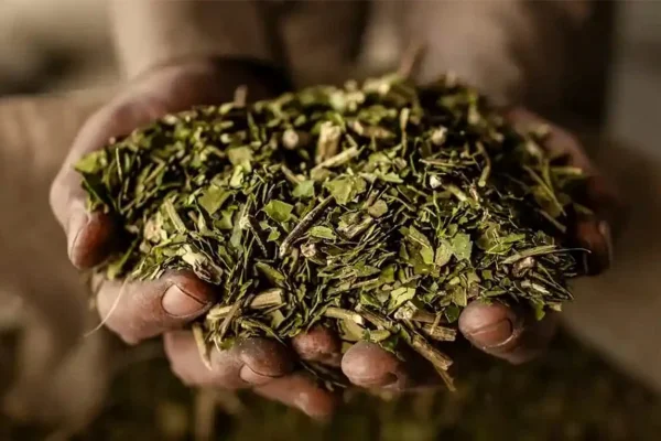 El gobernador de Misiones pide que se normalice un organismo que regula el precio de la yerba mate