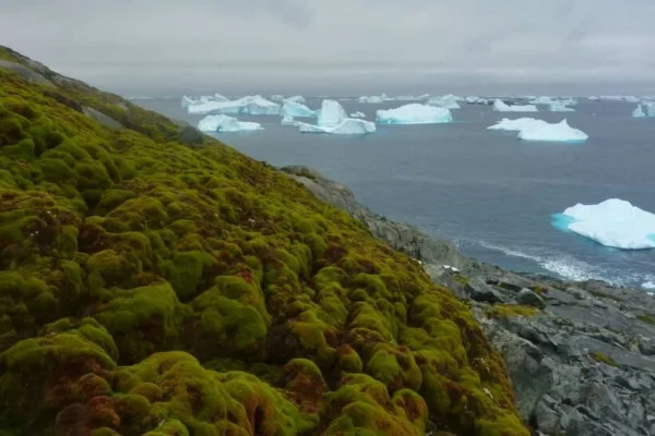 Por la suba de la temperatura, aseguran que hay más vegetación en la Antártida: los riesgos para el ecosistema