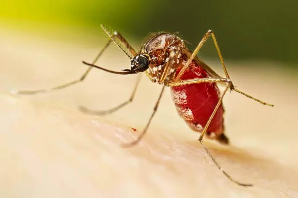 Dengue: Salud aplicó las 10.000 dosis de la primera etapa y más de 3 mil personas ya se colocaron la segunda