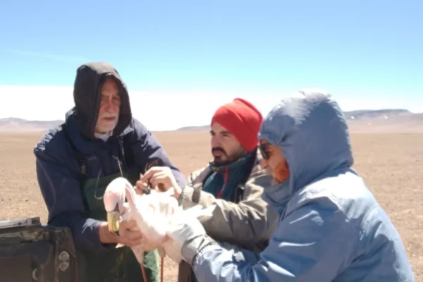 Laguna Brava: la UNdeC y la UBA aúnan esfuerzos por los flamencos