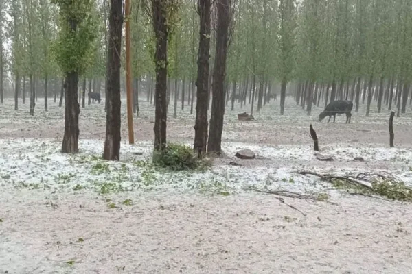 Una fuerte tormenta de granizo afectó a Mendoza y dañó parte de la producción