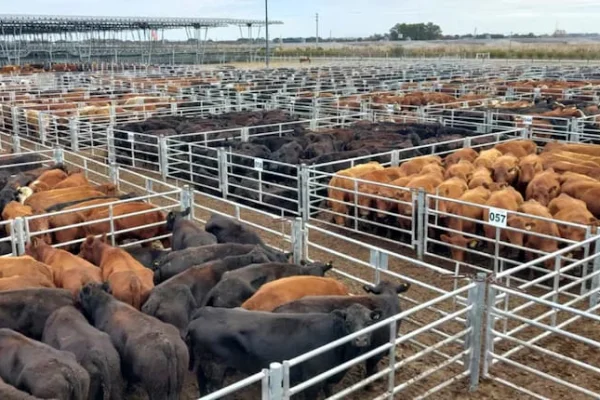 Subieron los precios ganaderos en Cañuelas y anticipan aumentos de la carne vacuna