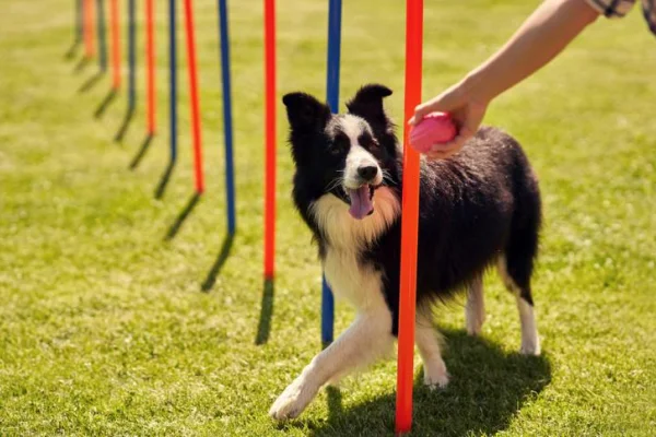 Abrieron las inscripciones para la Escuela de Adiestramiento Canino
