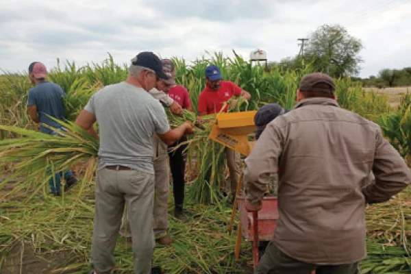 En Aguayo comenzaron pruebas de reservas de forraje caprino