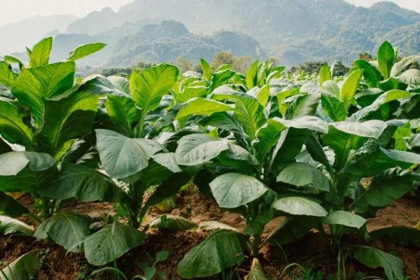 Un riojano manejará un millonario fondo nacional: el del tabaco