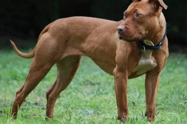 Córdoba: una mujer fue atacada por el pitbull de su vecina y está grave