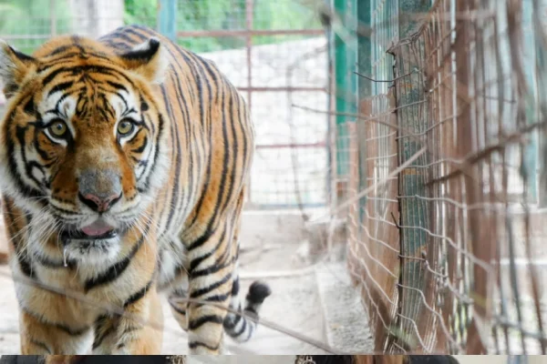 El Municipio comienza los traslados de grandes felinos al Santuario Tekove Mymba