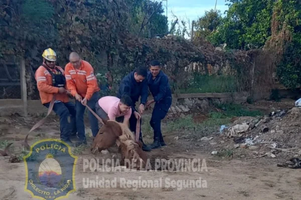 La Policia y Bomberos rescataron a un caballo que cayó a un pozo negro