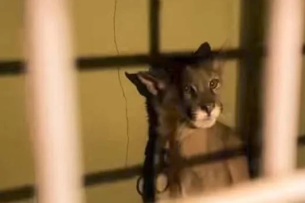 Chamical: Rescatan a cachorro de puma en estado de abandono