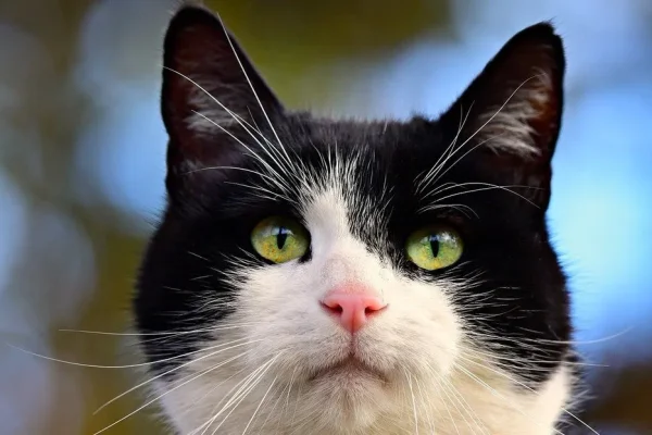 Rusia desarrolla la primera vacuna contra la alergia a los gatos