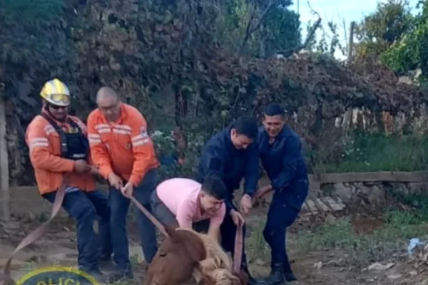 Rescataron a un caballo que cayó a un pozo negro en Chilecito