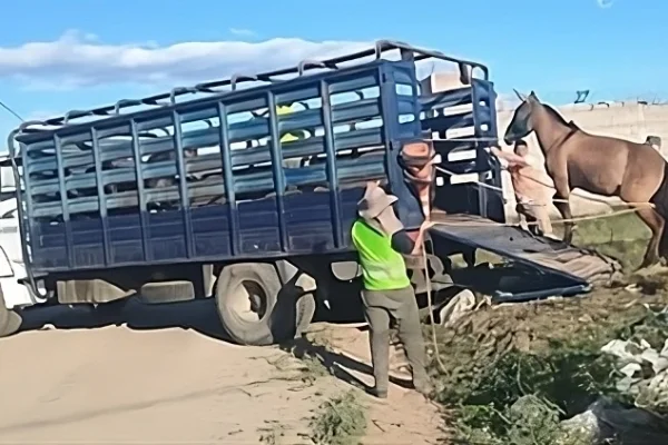 El jefe de la policía de Chepes advirtió que “Los animales sueltos en las rutas serán capturados y trasladados a la capital de La Rioja”