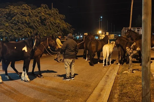 Rescataron a perros, caballos y gatos en distintos hechos
