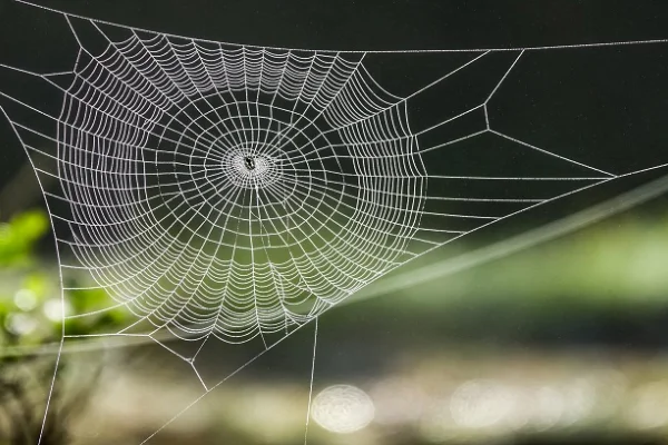 La naturaleza y el arte, lo poético, lo animal y lo humano del arte
