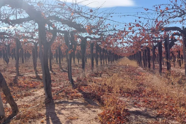 Valle de la Puerta: una bodega que cultiva biodiversidad y futuro