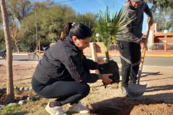 Municipio ejecutará un Plan de Forestación Pública en la ciudad