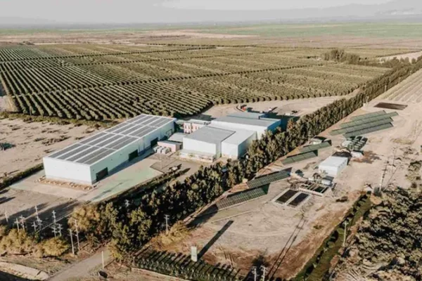 Gigante del aceite de oliva invirtió millones de dólares para quintuplicar su capacidad productiva