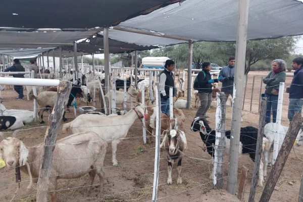 Se consolida la articulación territorial para potenciar la producción caprina, ovina y artesanal en el Dpto. Gral. Belgrano