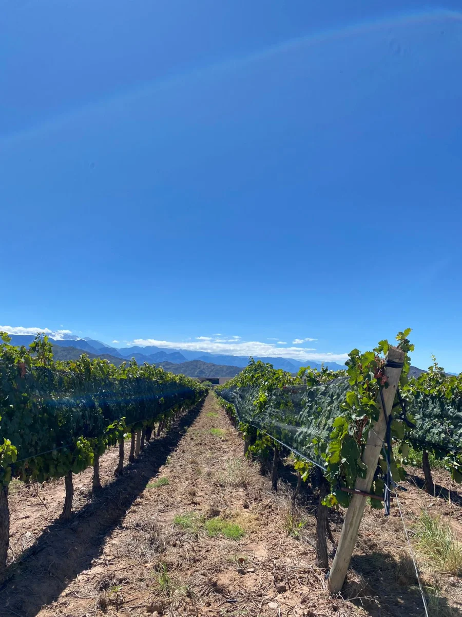 Ruta del vino: Un Recorrido Inmersivo con Rioja Bus Turístico