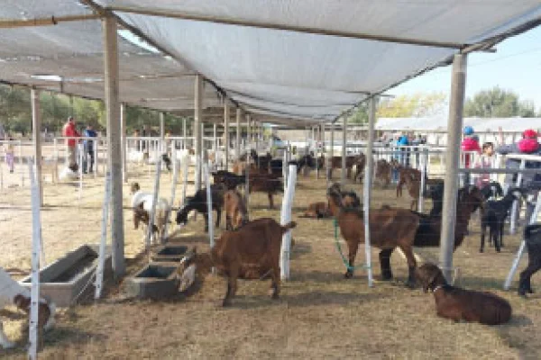 En Chañar, productores de ganado piden apoyo estatal
