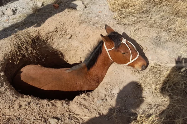 La policia rescató a un caballo que cayó a un pozo negro