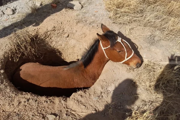 Ulapes: rescataron a un caballo que cayó a un pozo negro en el barrio Diego Maradona