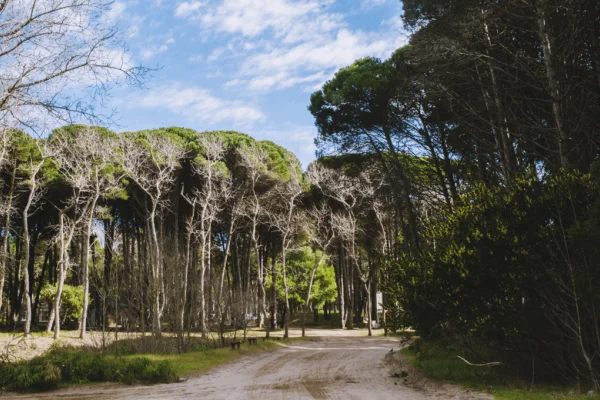 Trabajar a distancia en Cariló: cuando el bosque aclara tus ideas