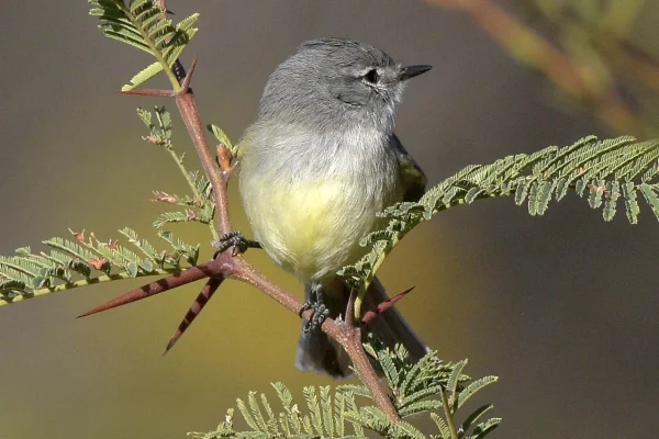 Se realizó con éxito la observación de aves en la Reserva Natural Urbana Takú