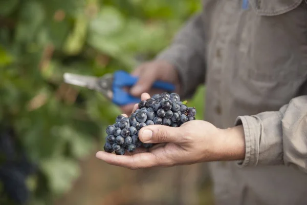 Según un informe de la Coviar, el costo de producción para un bodeguero supera el 80%