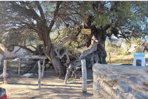 Día mundial del árbol: El algarrobo, símbolo ancestral y guardián ambiental del monte riojano