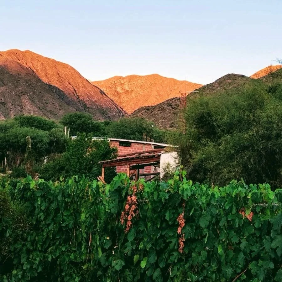 La Ruta del vino, una de las opciones para esta temporada.
